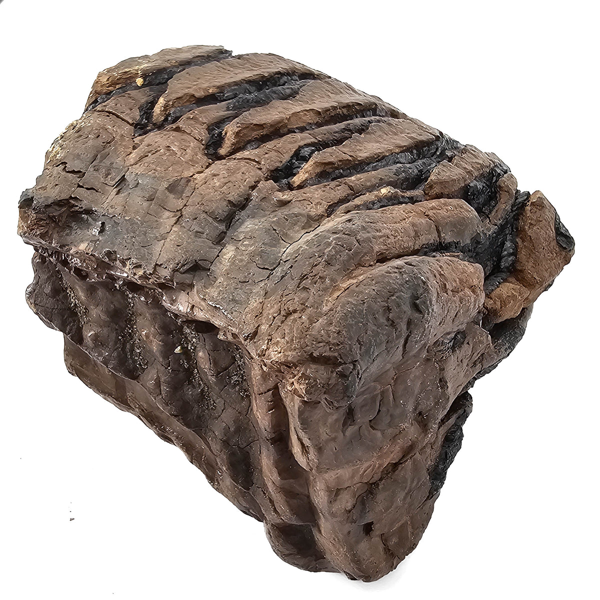 Mammoth Tooth fossil specimen from San River, Poland.