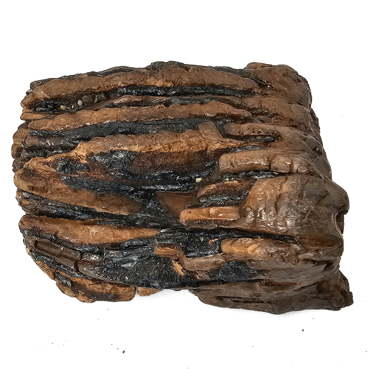 Mammoth Tooth fossil specimen from San River, Poland.