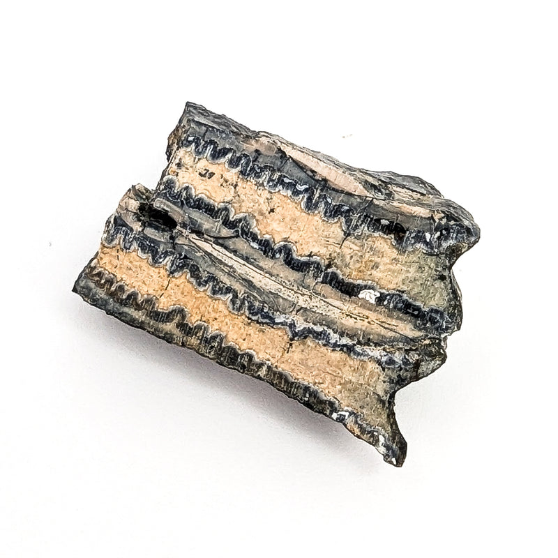 Mammoth Tooth Shards - Rough