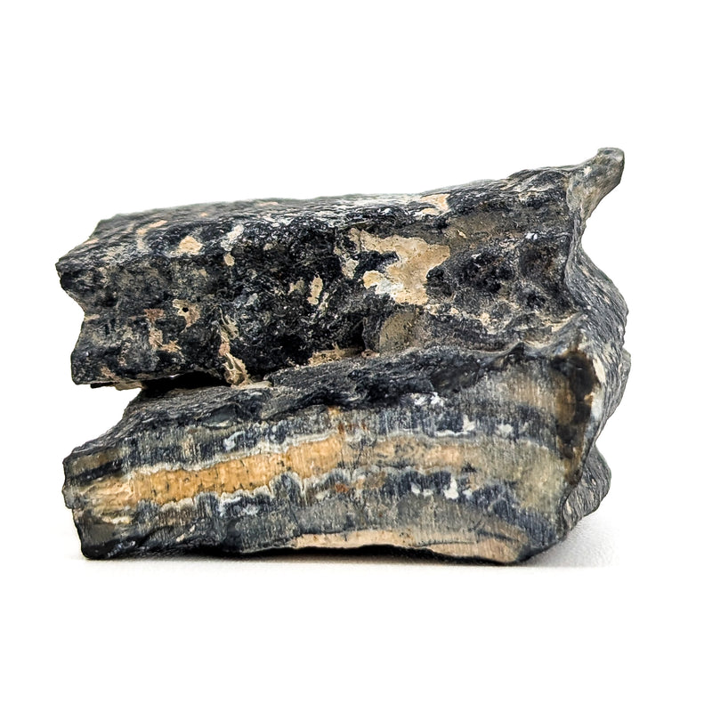 Mammoth Tooth Shards - Rough