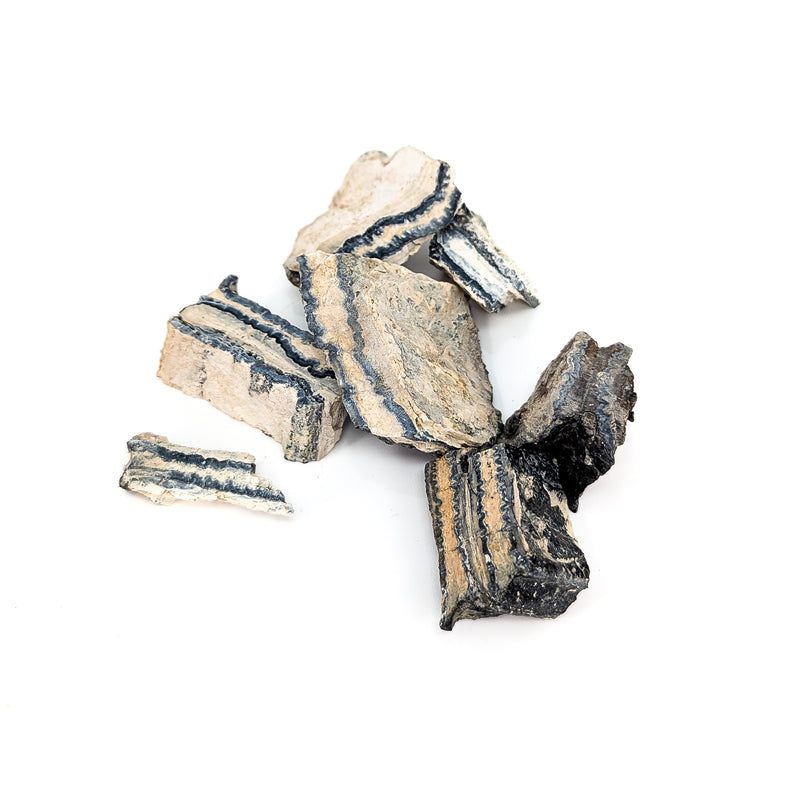 Mammoth Tooth Shards - Rough