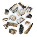 Mammoth Tooth Shards - Rough