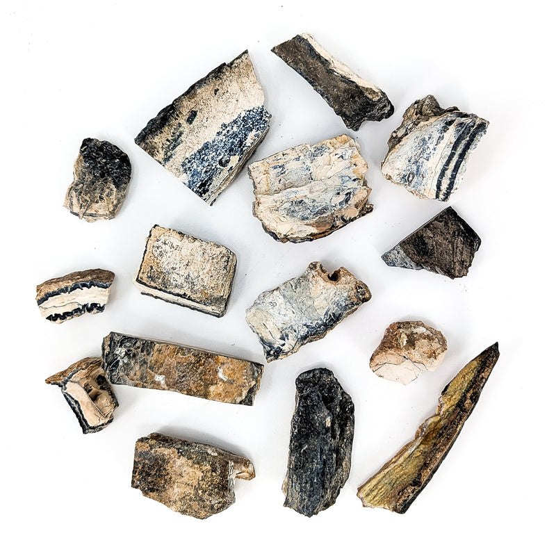 Mammoth Tooth Shards - Rough