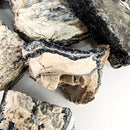 Mammoth Tooth Shards - Rough