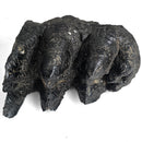 Mastodon Tooth - Fossil Specimen
