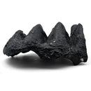 Mastodon Tooth - Fossil Specimen