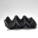 Mastodon Tooth - Fossil Specimen