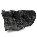 Mastodon Tooth - Fossil Specimen