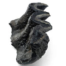 Mastodon Tooth - Fossil Specimen