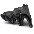 Mastodon Tooth - Fossil Specimen