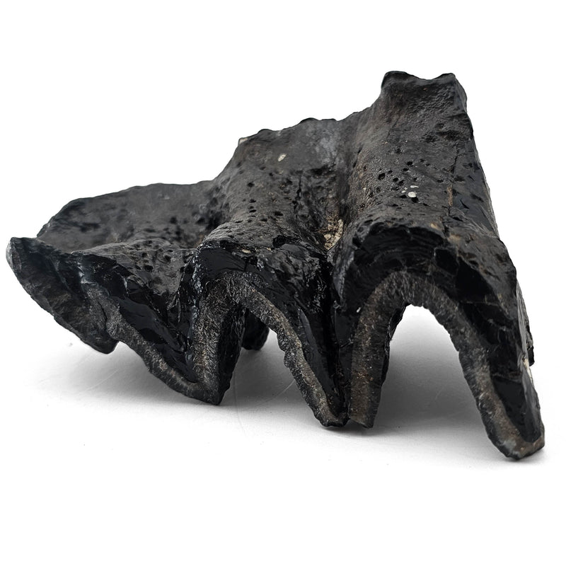 Mastodon Tooth - Fossil Specimen