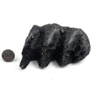 Mastodon Tooth - Fossil Specimen
