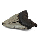Megalodon Tooth - Fossil Specimen