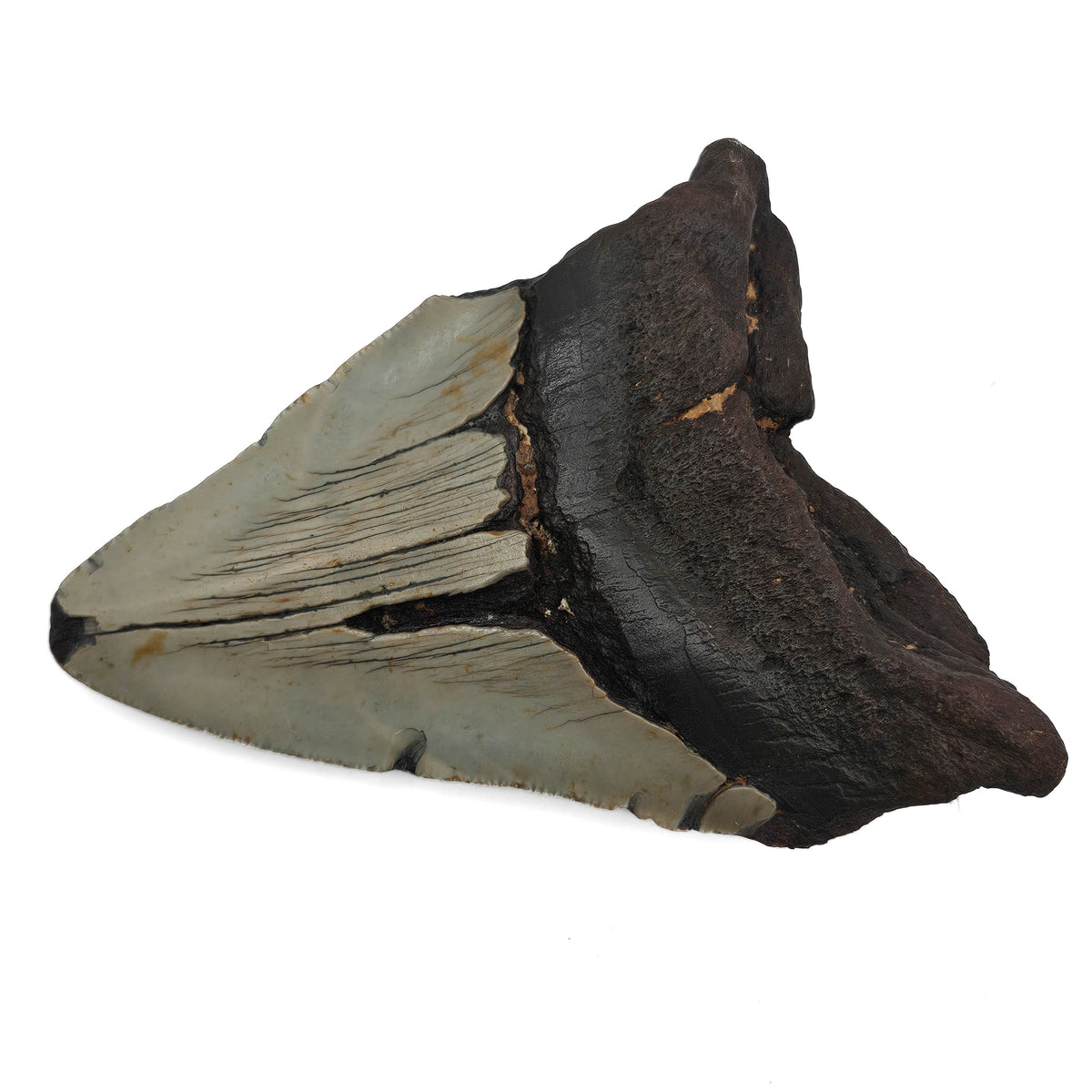Megalodon Tooth fossil specimen from Peace River region, Florida, USA.