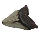 Megalodon Tooth - Fossil Specimen