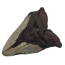 Megalodon Tooth - Fossil Specimen