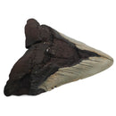 Megalodon Tooth - Fossil Specimen