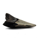 Megalodon Tooth - Fossil Specimen