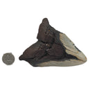 Megalodon Tooth - Fossil Specimen