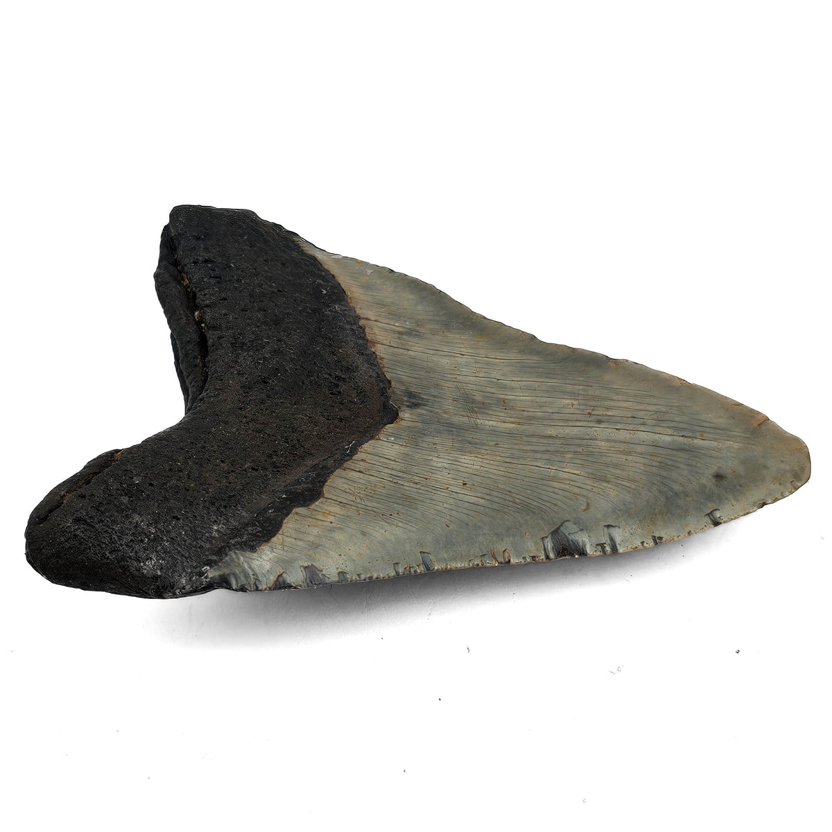 Megalodon Tooth fossil specimen from Peace River region, Florida, USA.