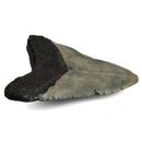 Megalodon Tooth - Fossil Specimen