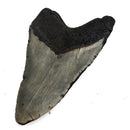 Megalodon Tooth - Fossil Specimen
