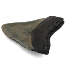 Megalodon Tooth - Fossil Specimen