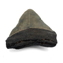 Megalodon Tooth - Fossil Specimen