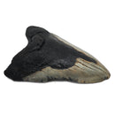 Megalodon Tooth - Fossil Specimen