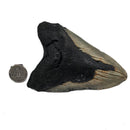 Megalodon Tooth - Fossil Specimen