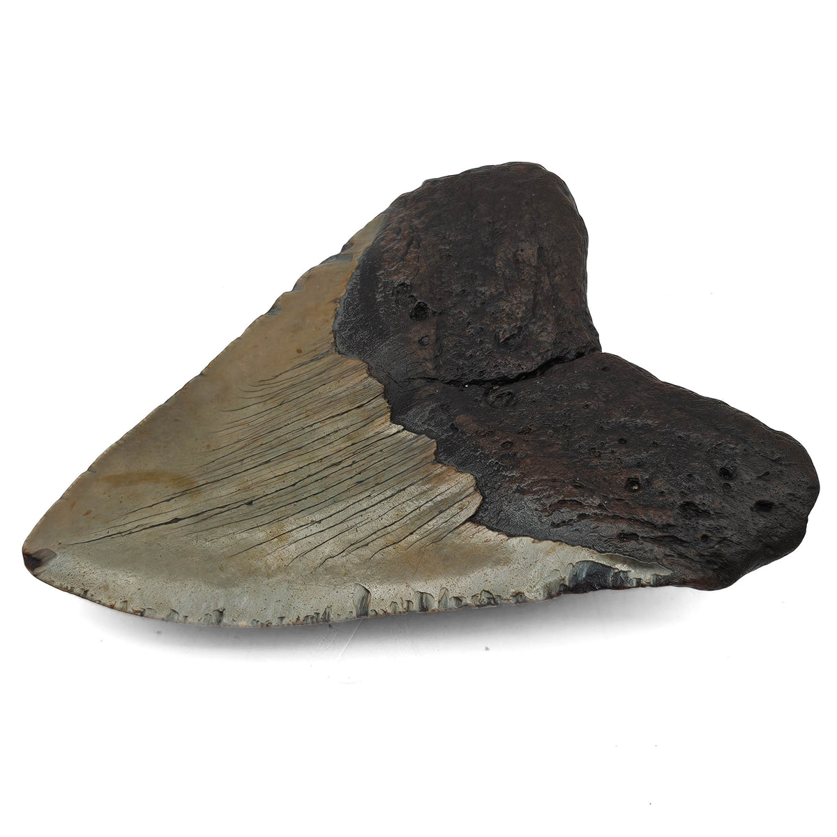 Megalodon Tooth fossil specimen from Peace River region, Florida, USA.