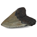 Megalodon Tooth - Fossil Specimen
