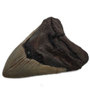 Megalodon Tooth - Fossil Specimen