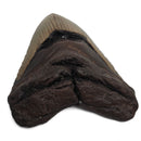 Megalodon Tooth - Fossil Specimen