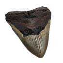 Megalodon Tooth - Fossil Specimen