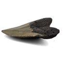 Megalodon Tooth - Fossil Specimen