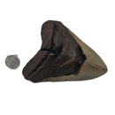 Megalodon Tooth - Fossil Specimen