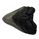 Megalodon Tooth - Fossil Specimen