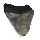 Megalodon Tooth - Fossil Specimen