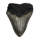 Megalodon Tooth - Fossil Specimen