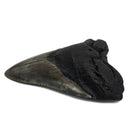 Megalodon Tooth - Fossil Specimen