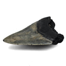 Megalodon Tooth - Fossil Specimen