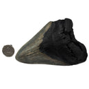 Megalodon Tooth - Fossil Specimen