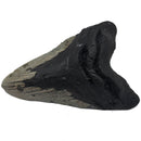 Megalodon Tooth - Fossil Specimen