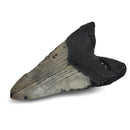 Megalodon Tooth - Fossil Specimen
