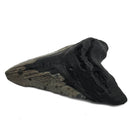 Megalodon Tooth - Fossil Specimen