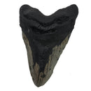 Megalodon Tooth - Fossil Specimen