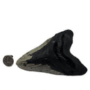 Megalodon Tooth - Fossil Specimen