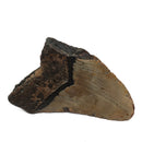 Megalodon Tooth - Fossil Specimen