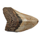 Megalodon Tooth - Fossil Specimen